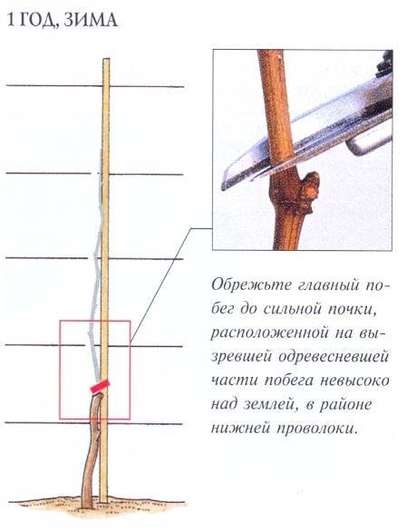 Веерная формировка винограда для чайников по годам