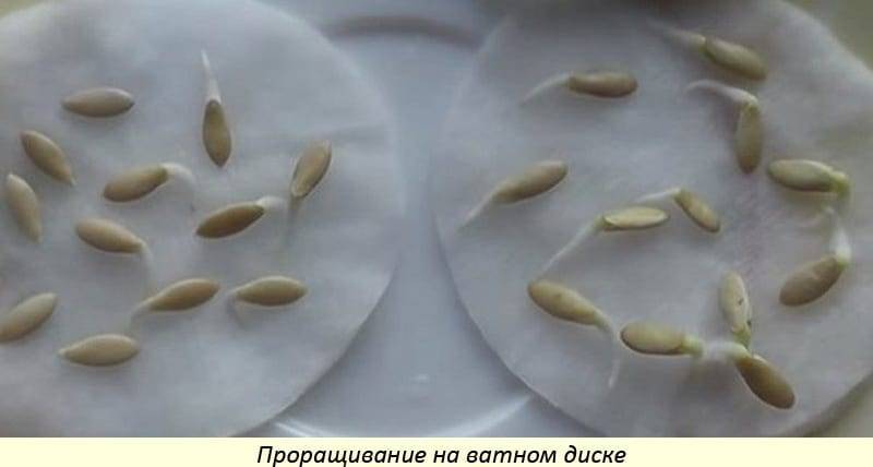 Проращивание семян огурцов в домашних условиях: как правильно замочить перед посадкой, через сколько дней и при какой температуре