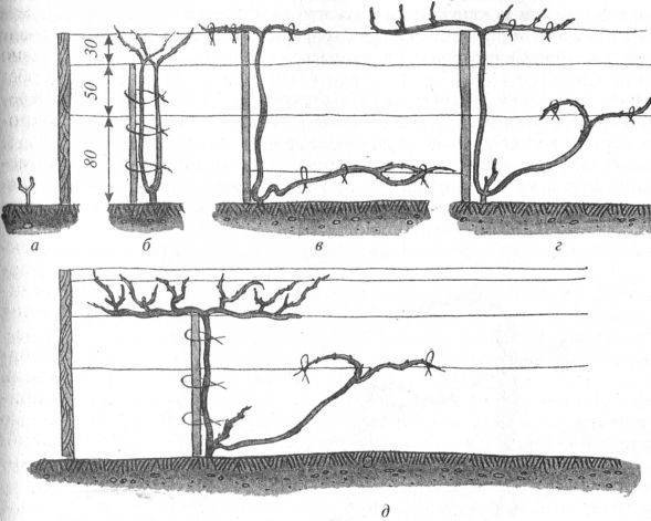 Веерная формировка винограда для чайников по годам