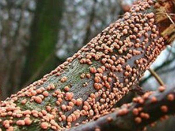 5 причин, почему кора плодовых деревьев трескается