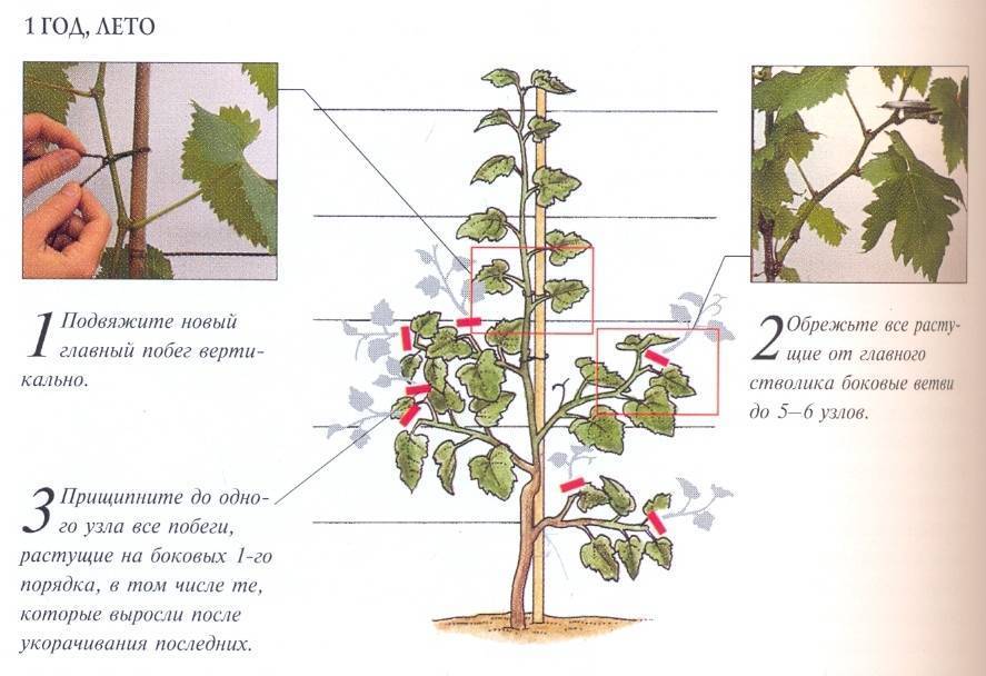 Веерная формировка винограда для чайников по годам