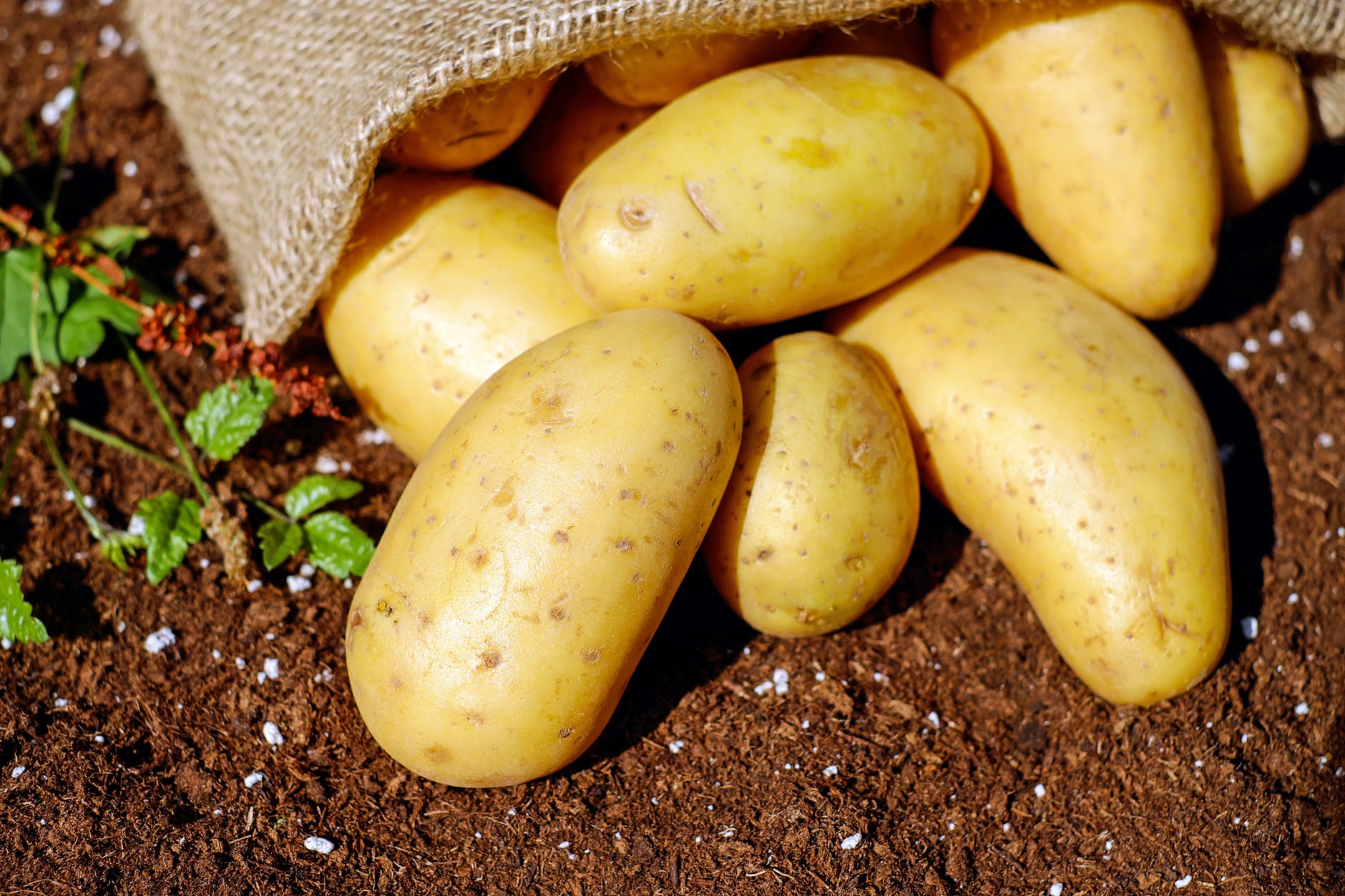 Подготовка огорода под посадку картофеля