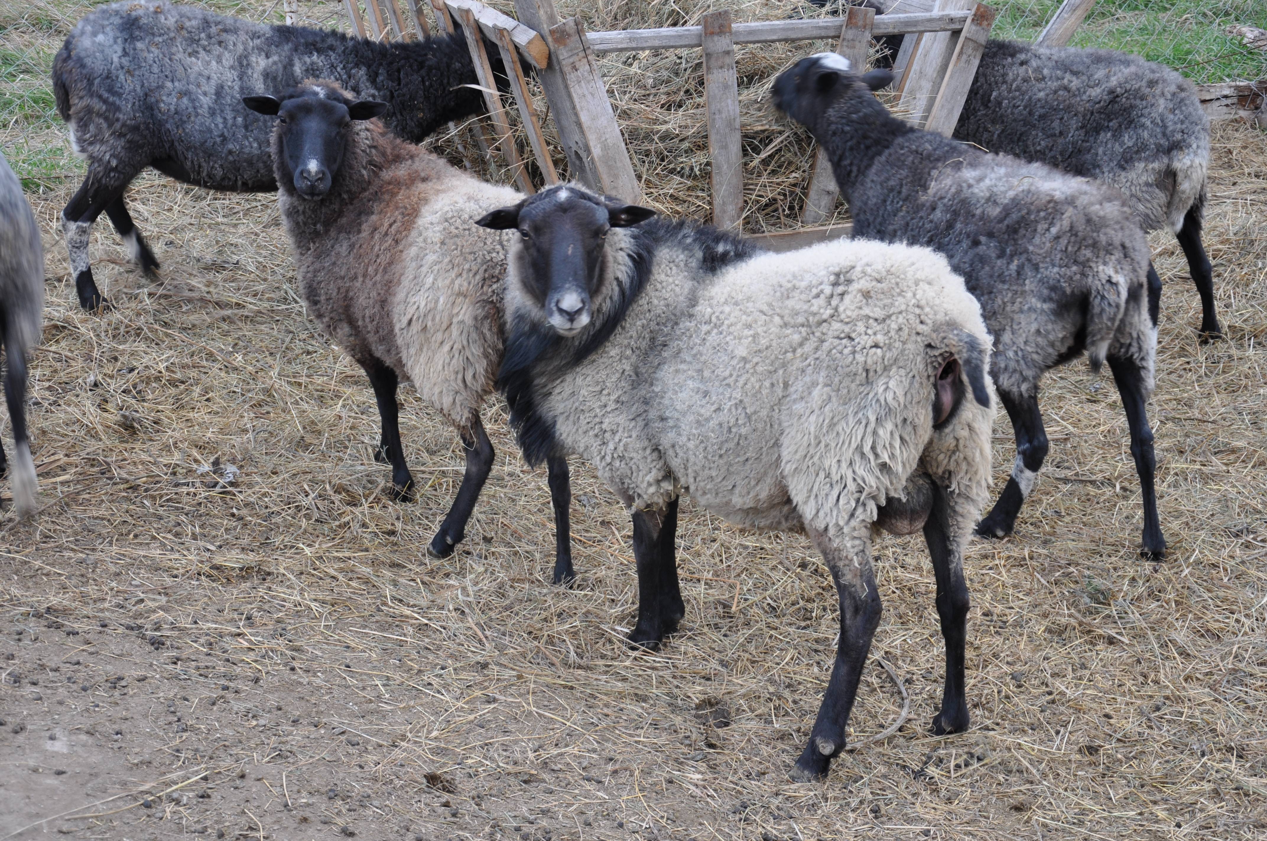 Где Можно Купить Овцы Романовской Породы