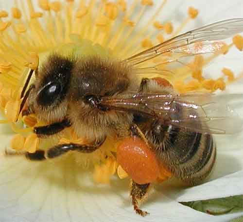 Пчелиные вредители – кто они и как с ними бороться?