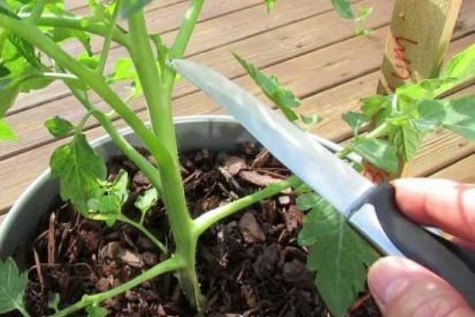 Как замедлить рост рассады помидоров, как затормозить и остановить рост на время