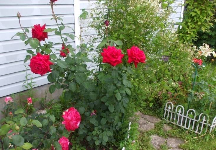 Розы чайно-гибридные: характеристика сортов