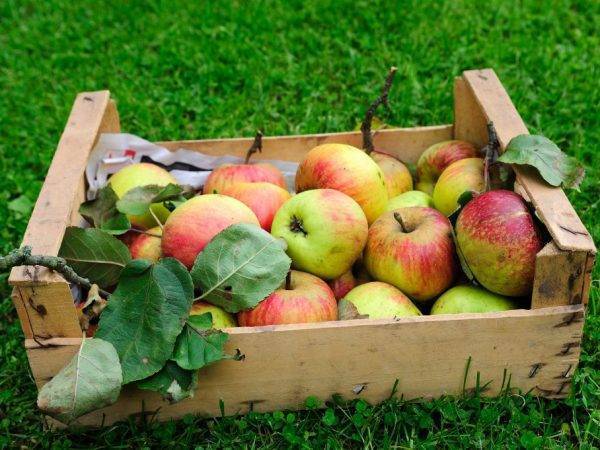 Об одном секрете садоводов-опытников в агротехнике яблони
