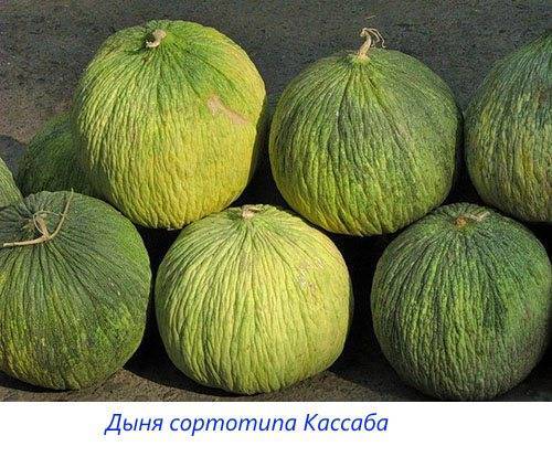 Дыня — секреты выращивания, хранения и потребления