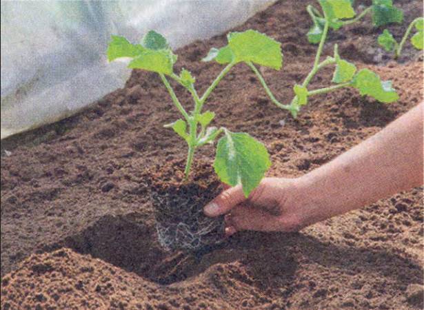 Как вырастить дыню в открытом грунте: как и когда её надо посадить, как ухаживать, когда собирать урожай