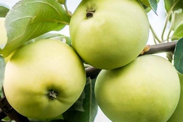 Яблоня белый налив: описание сорта и его фото, размножение и уход, когда созревают