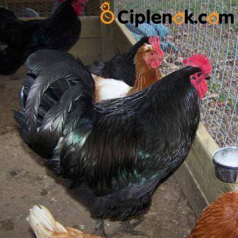 Московская черная порода кур: происхождение, характеристика, уход и размножение