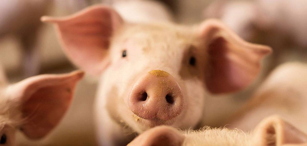 Как вылечить рожу у свиней? – клуб любителей хрюш