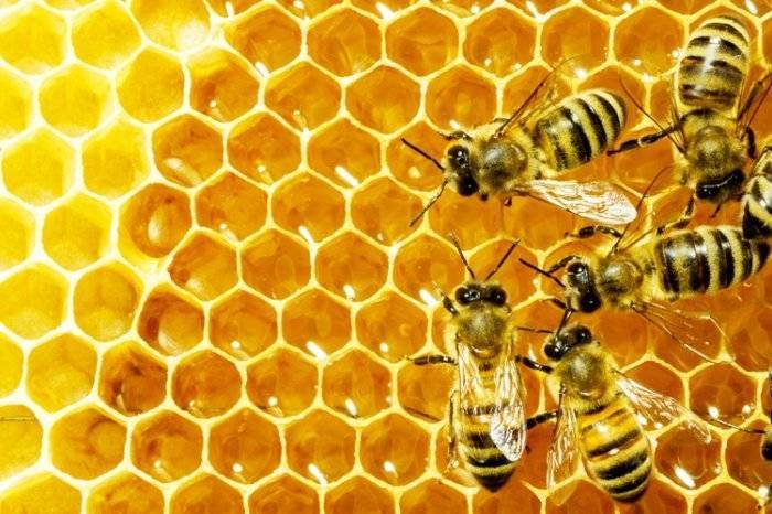 Как пчелы делают мёд (14 фото + 1 видео)
