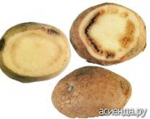 Фитофтороз картофеля, альтернариоз,фитофтора, фунгициды для картофеля, меры борьбы