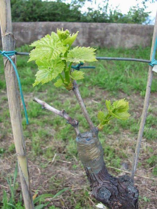 Как размножить виноград, лучшие способы, отводками, черенками, саженцами
