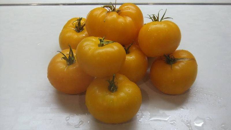 Описание сорта томат золотая теща и его характеристики