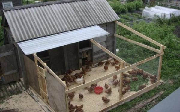 Можно ли содержать в одном помещении кур, уток, гусей, бройлеров и их цыплят