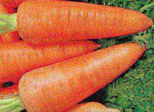 Благоприятные дни для посадки моркови в 2020 году по лунному календарю