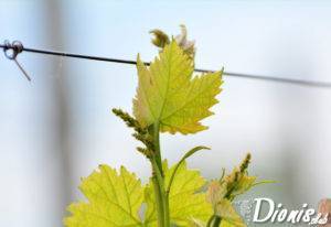 Виноград не плодоносит почему. вредители и болезни
