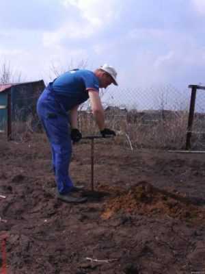 5 главных правил посадки яблони на глинистой почве