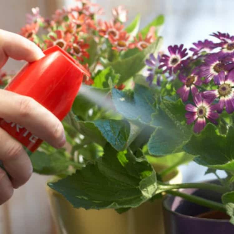Варианты чем можно удобрить и полить цветы для быстрого и благоприятного цветения