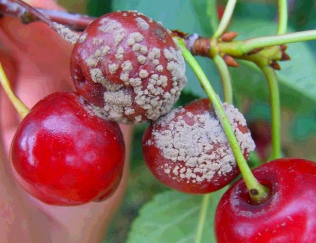 Болезни вишни, профилактика и лечение заболеваний вишневого сада химикатами и агротехникой