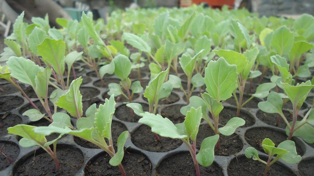 Три способа выращивания крепкой капустной рассады