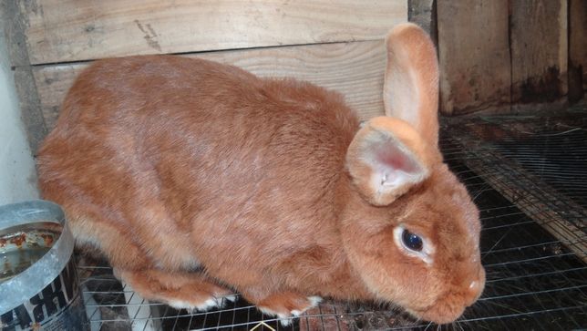 Лучшие породы кроликов для разведения в домашних условиях