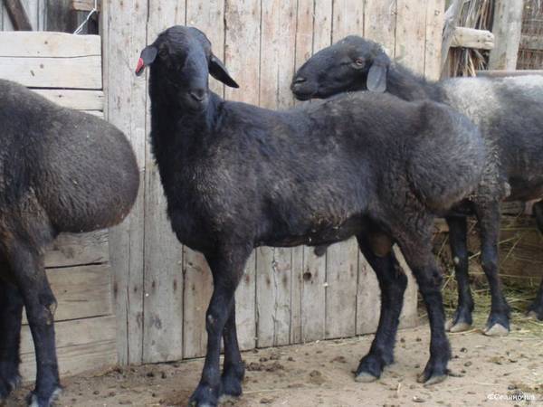 Характеристики гиссарской породы овец