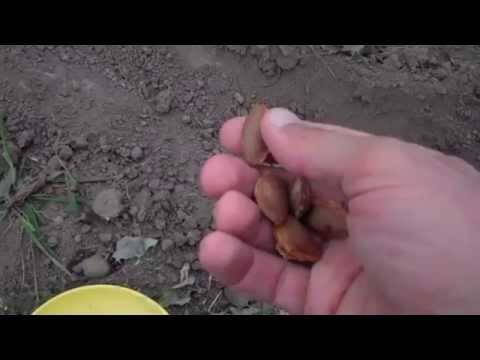 Абрикосовое дерево из косточки: выращиваем самостоятельно