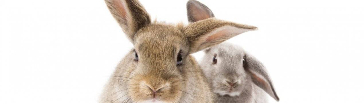 Как ухаживать за кроликами в домашних условиях и чем кормить