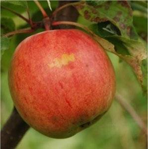 Сорт яблони шафран – описание, фото