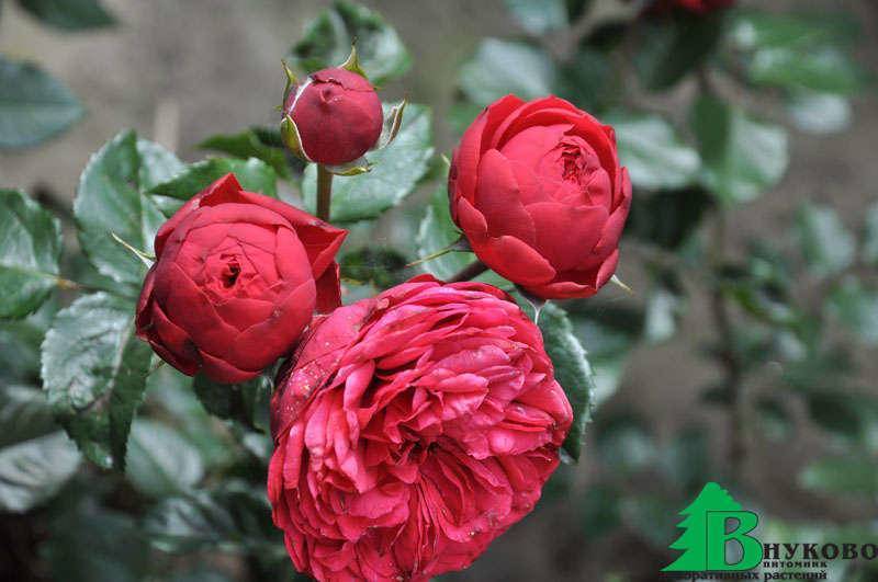 Парковые розы — описание, виды, фото