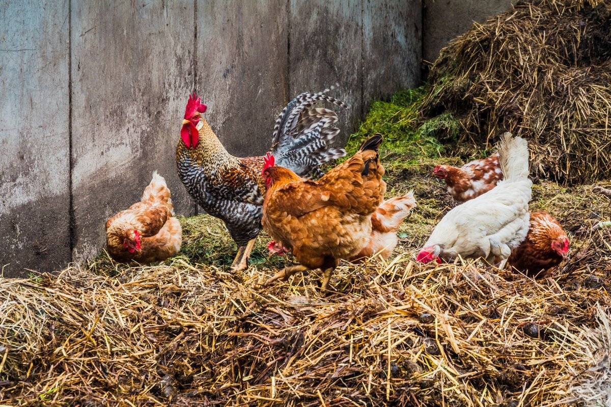 Куриный помет как удобрение - как применять весной для подкормки?