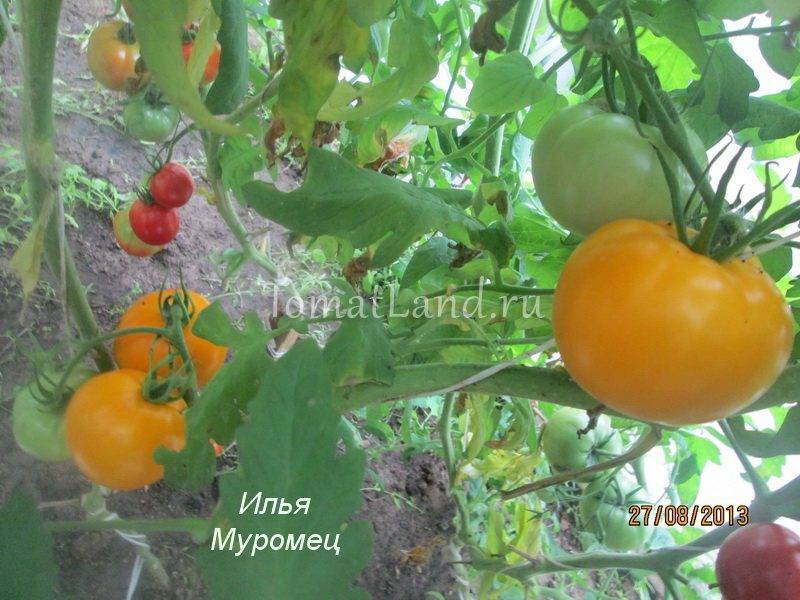 Илья Муромец: описание сорта томата, характеристики помидоров, посев