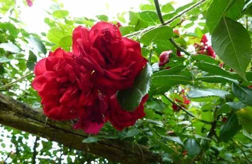 Плетистые розы группы «клаймбер»