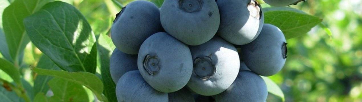 Голубика харди блю: характеристика сорта и тонкости выращивания
