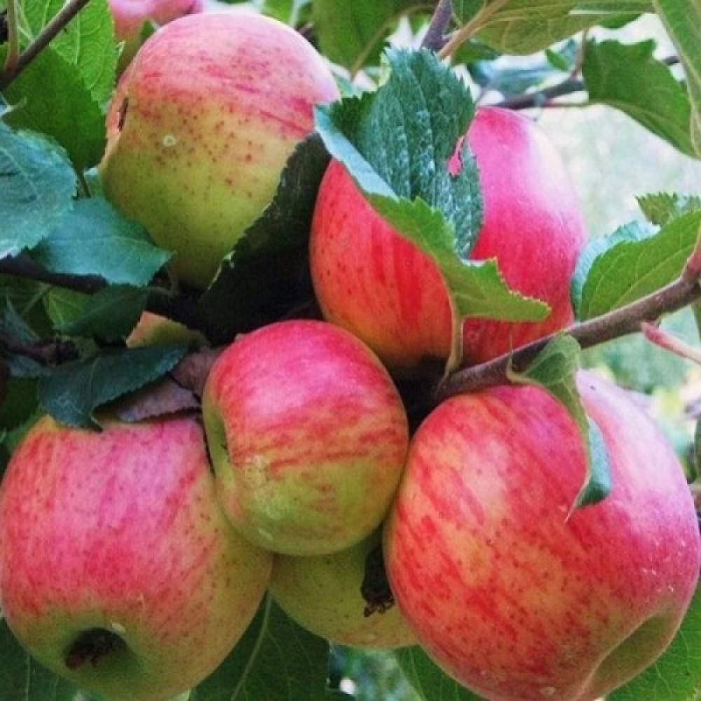 Подробная характеристика и особенности выращивания яблони сорта былина