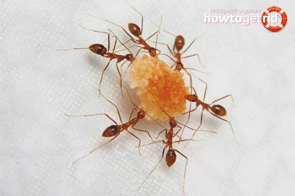 Как вывести муравьёв из дома в домашних условиях?