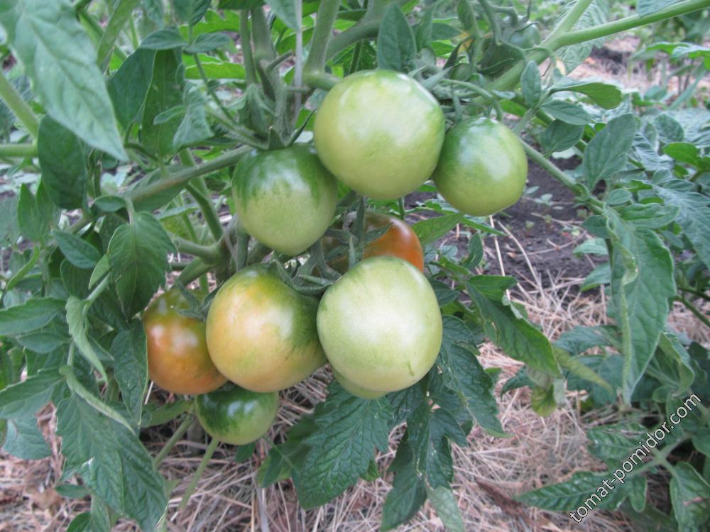 О томате мечта огородника: описание сорта, характеристики помидоров, посев