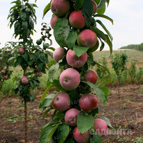 Особенности и описание колоновидных сортов яблони