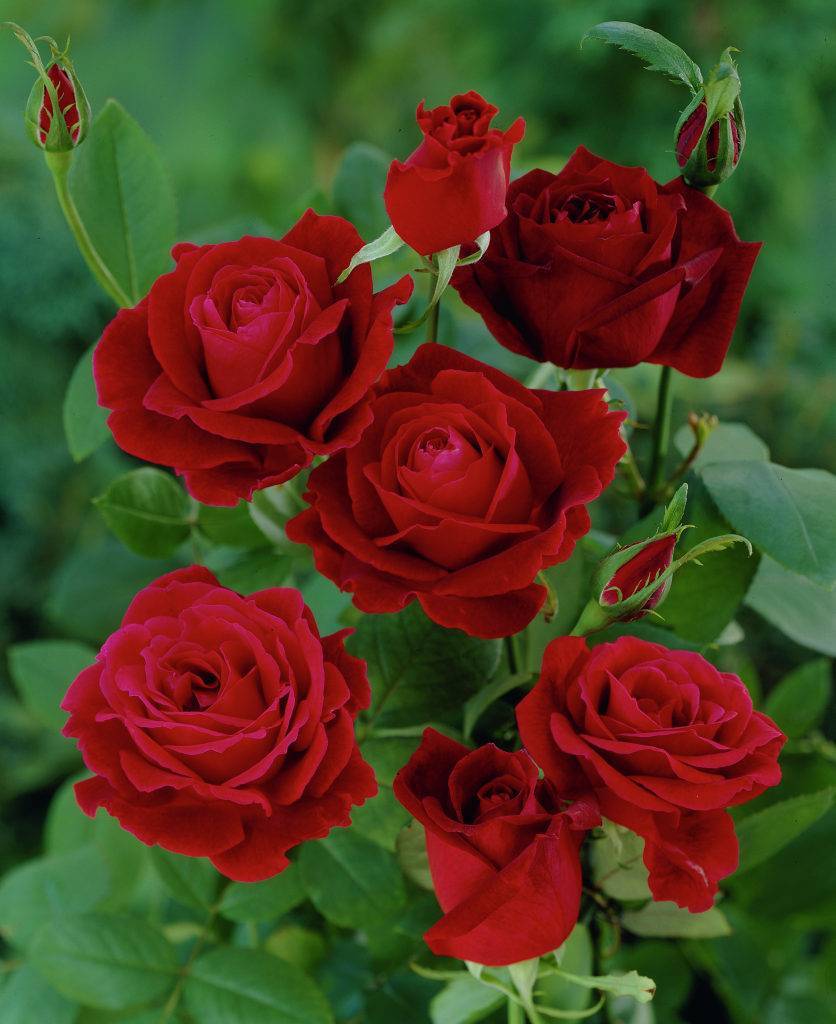 Популярные сорта непрерывно цветущих роз, которые долго держат цветок