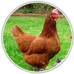 Комбикорм для цыплят и кур бройлеров