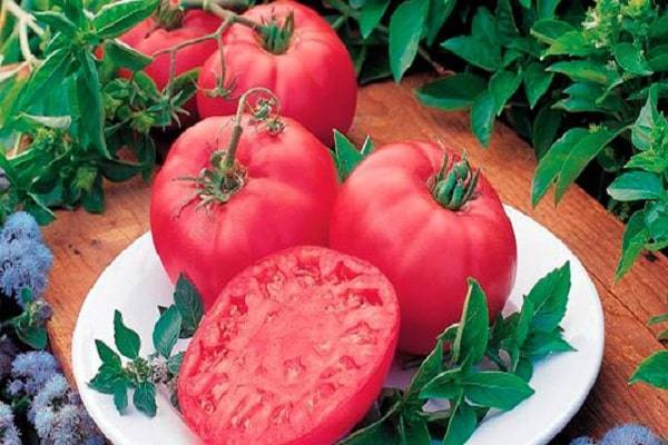 Томат "мечта лентяя": описание сорта, урожайность, способ употребления помидоров