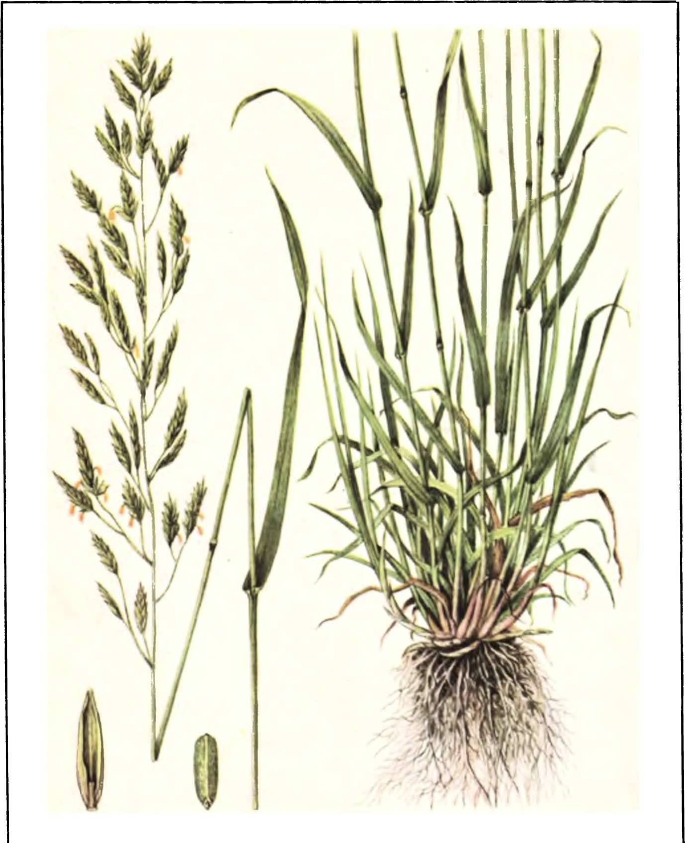 Овсяница Луговая (Festuca pratensis)