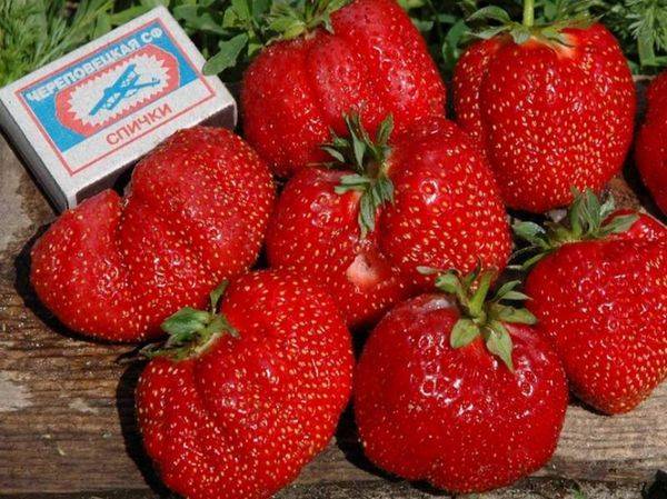 Земляника сорт александрия: красивые ягоды, вкусный урожай