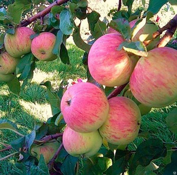 Яблони устойчивые к парше