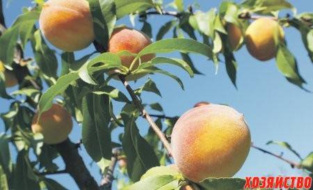 Правила и особенности выращивания персика из косточки на даче