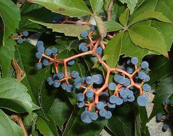 Девичий виноград – особенности выращивания. способы размножения, полив, подкормки. сорта для средней полосы