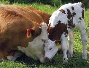 Мастит у коров: причины, симптомы, лечение и профилактика